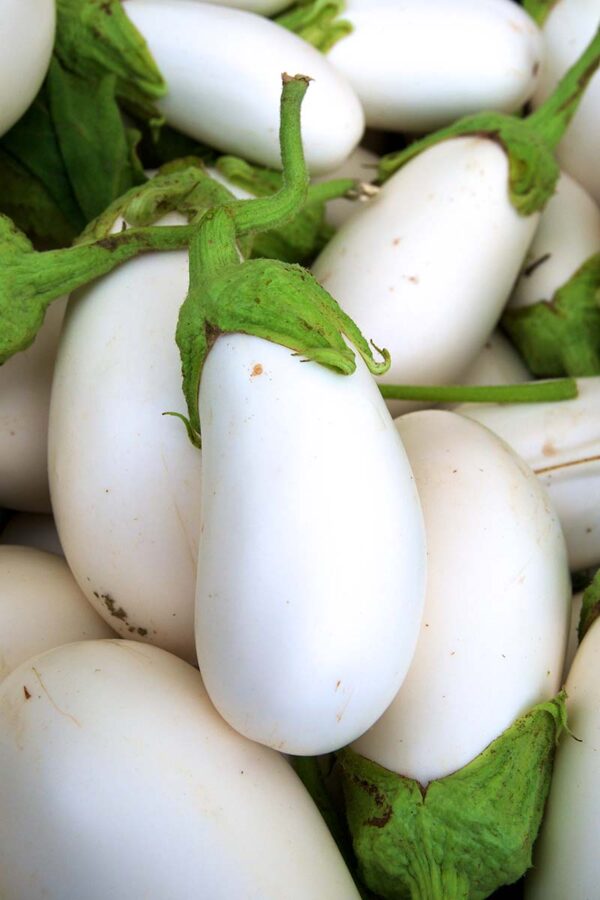 White Egg Plant ( White Bengan )