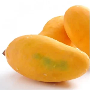 MANGO ( AAM )